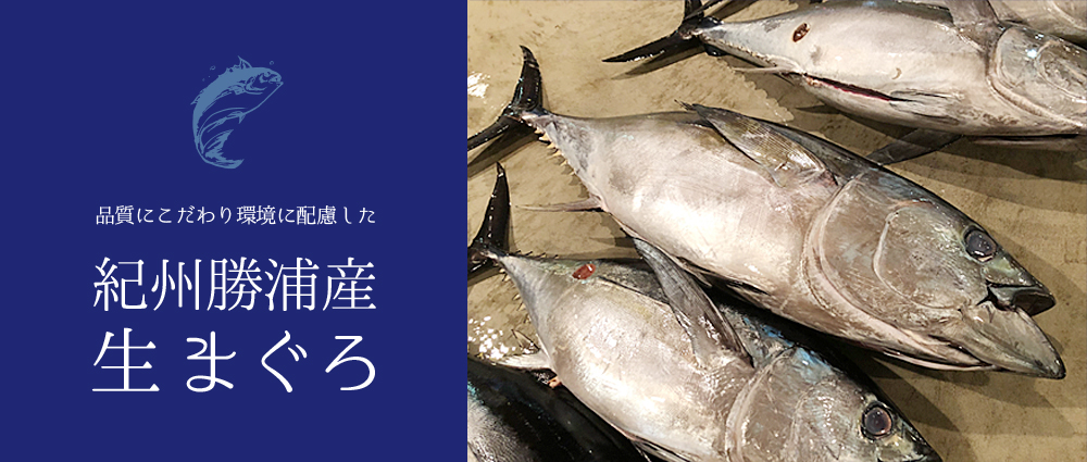 紀州勝浦産生まぐろ